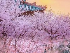 -武汉大学-樱园