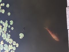 -长兴太湖图影湿地文化园