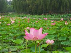 -东郊湿地公园