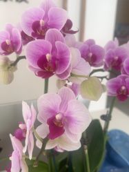 -Dr.林醫生产后修复·配方产康店(南京大厂店)