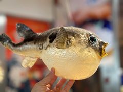 -天正河鲀·河豚亭(大连店)