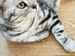 -李小姐の猫咖啡馆(五角场店)