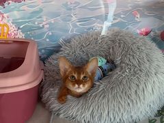 -糯米喵星人总部直营旗舰店·猫舍·幼猫出售