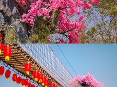 -天适樱花悠乐园