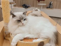 -瞄一喵猫咖(格力海岸店)