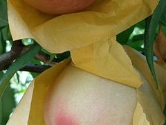 -老袁家蜜桃农场·阳山水蜜桃