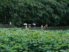 -龙头寺公园