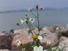 -深圳湾公园(南山区)