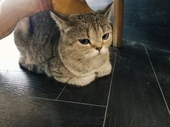 -猫色咖啡·猫咖
