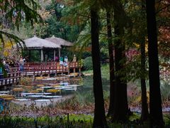 -上海滨江森林公园