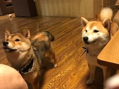 -柴务处·柴犬主题狗咖