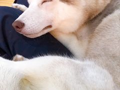 -Husky Go! 哈士奇体验馆·宠物咖啡厅狗咖