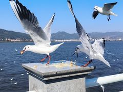 -海埂大坝