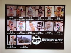 -逗柴咖啡屋·狗咖猫咖宠物桌游