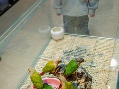 -青石桥花鸟鱼虫市场(叠翠城店)