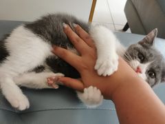 -lincat·猫舍(广州店)