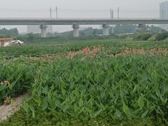 -光明小镇欢乐田园