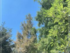 -上海滨江森林公园