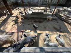 -深圳野生动物园