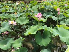 -武汉紫薇都市田园