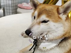 -柴务处·柴犬主题狗咖