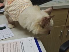 -安安宠医宠物医院·异宠·犬猫内科(岳阳分院)