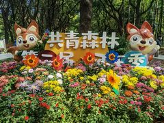 -上海共青森林公园