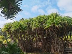 -中国科学院西双版纳热带植物园