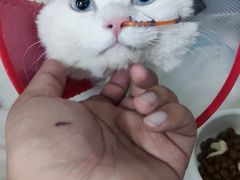 -美联众合爱康动物医院•复杂内科•肿瘤科•牙科•腔镜诊疗中心