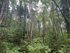 -汤旺河林海奇石景区