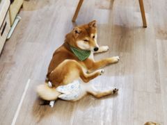-柴迷FANS CLUB·柴犬狗咖·猫咖