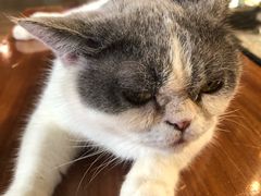 -more than meow吴止猫主题餐厅(承德 中船汇店)