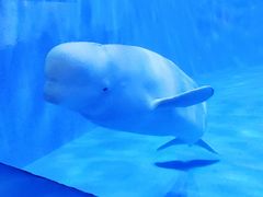 -多彩贵州城极地海洋世界