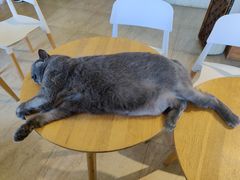 -猫咖时代(中山亭店)