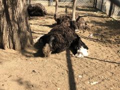 -长白岛森林公园