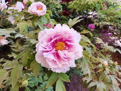 -洛阳市隋唐城遗址植物园
