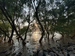 -宝安西湾红树林湿地公园