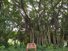 -大湾区中央湿地公园