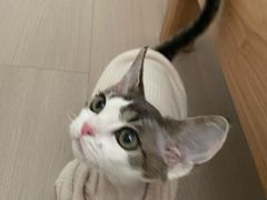 -Bastet sally猫舍购宠(静安店)