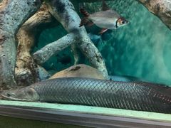 -上海海洋水族馆