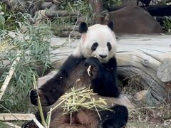 -灵玲国际马戏城