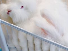 -怪兽屋·羊驼·猫咖·狗咖(俊华广场店)