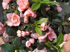 -中环花鸟鱼虫市场