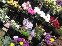-ChaKo Flora ·茶子花艺 (市北店)