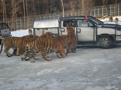 -横道河子东北虎林园