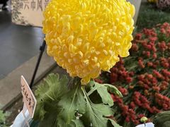 -杭州植物园