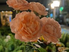-默迹咖啡馆