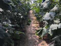 -马陆小张葡萄园农家乐