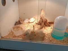 -宁波九龙湖开元度假村