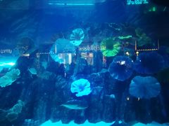 -迪拜水族馆及水下动物园